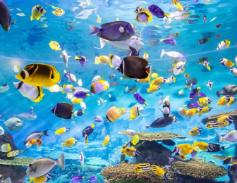 코엑스 씨라이프 입장권 COEX SEA LIFE TICKET